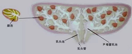 养了这么多年的母猪，母猪的泌乳规律，你知道吗？