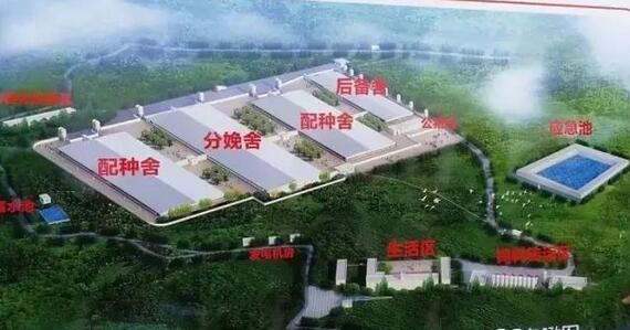近5年来，养猪技术有这10大革新技术，你会吗？