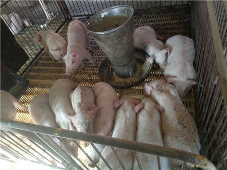 实证：玩转副猪嗜血杆菌病