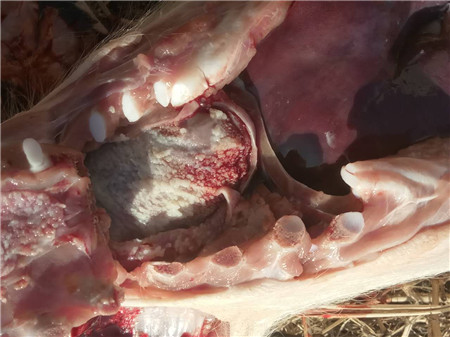 实证：玩转副猪嗜血杆菌病