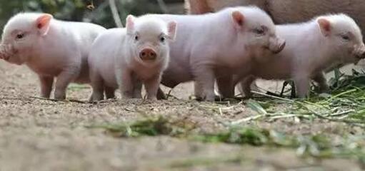 别闹了!不好好高考,你连猪都养不了!