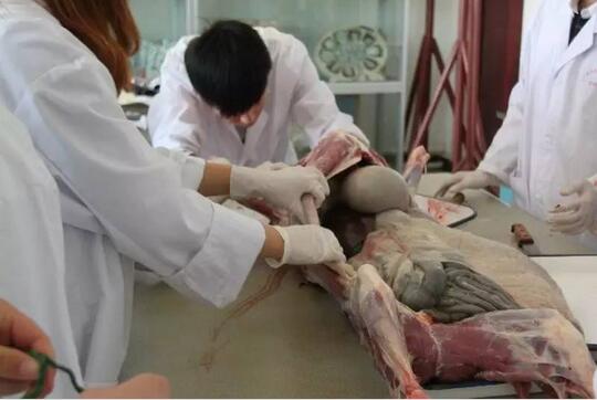 别闹了!不好好高考,你连猪都养不了!