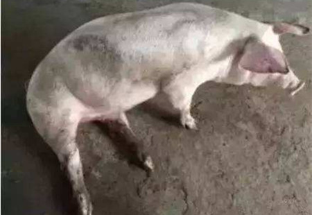 干货!猪急性肌肉风湿病的综合防治措施