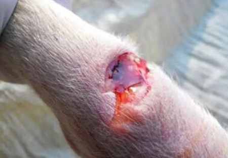 猪初次感染到这种细菌时后果会相当严重，夏季慎防猪副嗜血杆菌病！