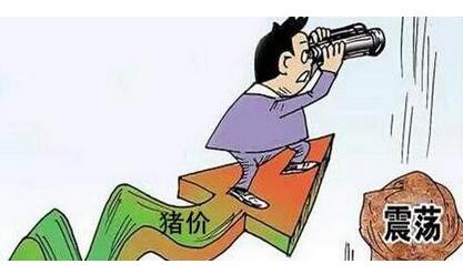 生猪养猪户不可避免的几大问题，市场正在淘汰养猪人