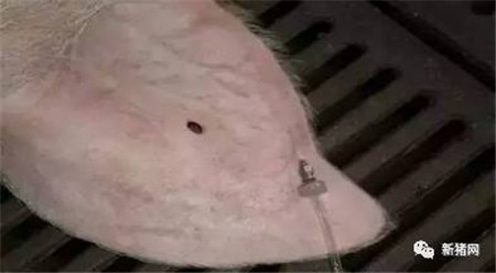 如何给猪打针？未必你就全会！