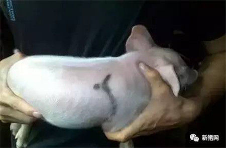 如何给猪打针？未必你就全会！