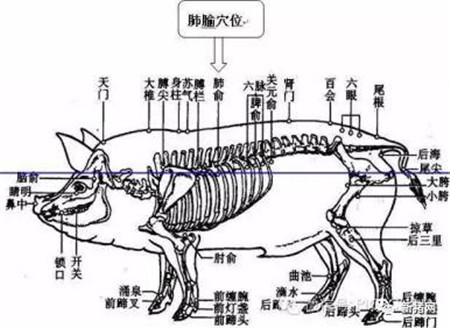 如何给猪打针？未必你就全会！