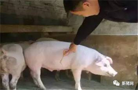 如何给猪打针？未必你就全会！