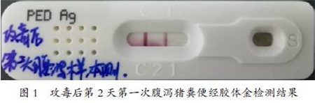 母猪流行性腹泻返饲后免疫应答评估