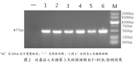 母猪流行性腹泻返饲后免疫应答评估