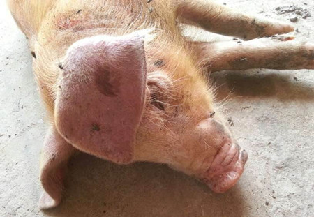 猪体温下降怎么办?来了解发病原因和注意事项