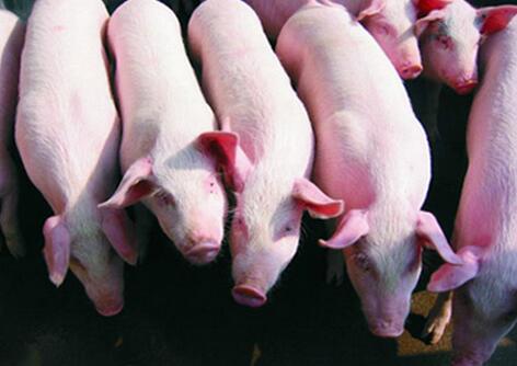 这个“猪倌”靠2000元贷款8头仔猪开始养猪