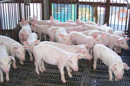 陕西一名猪倌回乡养猪，带领全村养猪致富