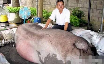 生猪价格低迷，补贴完全倾向大户，养猪人如何突围