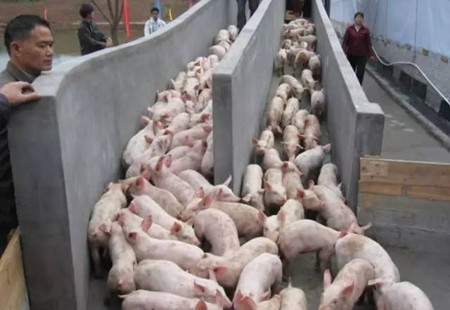 新生仔猪莫名其妙就死了？原因都在这！！！