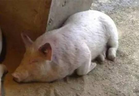 这种猪病你还不够重视,发现就晚了!
