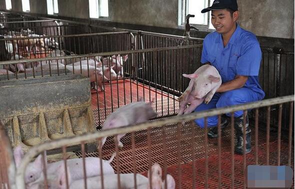 生猪良种补贴政策让养殖户看得见的增收