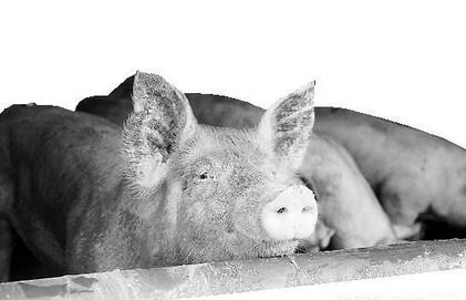 300万生猪大布局，新希望六和准备做啥？