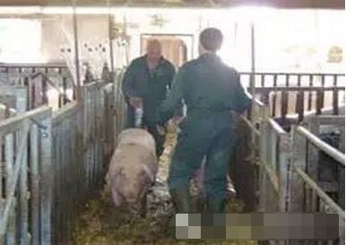 夏季母猪断奶再发情延迟解决思路—“五项十重”