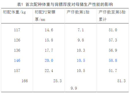 测量P2点膘厚-确保母猪连续高产的基础，你不得不重视