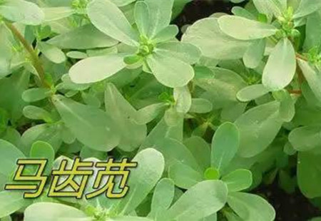 别把它们当无用杂草，它们都是很好的猪饲料