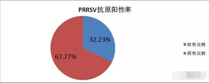 猪病诊断室 