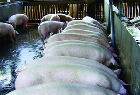 生猪市场处于消费淡季必须重视 养户不要大面积压栏