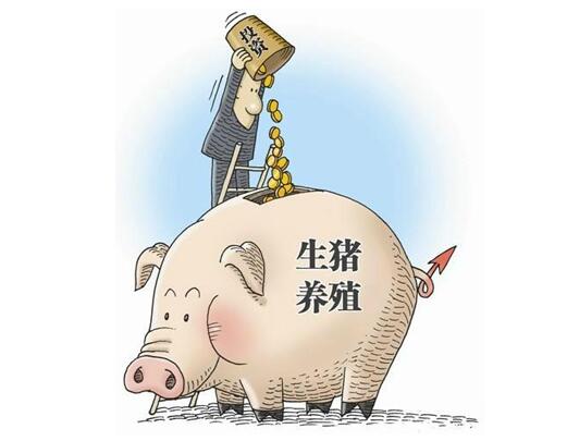 养猪这么累,为什么还有人愿意养猪