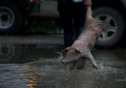 毕节城区一养殖场泥水冲进圈舍 几十头猪被淹
