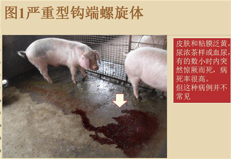 夏季这种猪易发的人畜共患病，25张实图帮你鉴别！