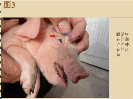 夏季这种猪易发的人畜共患病，25张实图帮你鉴别！