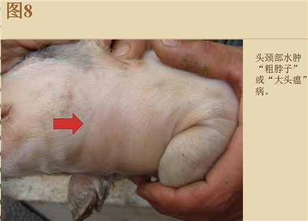 夏季这种猪易发的人畜共患病，25张实图帮你鉴别！