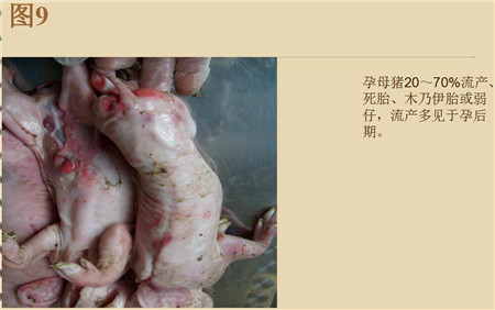 夏季这种猪易发的人畜共患病，25张实图帮你鉴别！