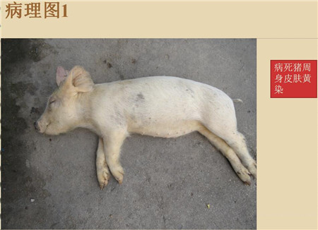 夏季这种猪易发的人畜共患病，25张实图帮你鉴别！