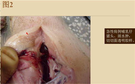 夏季这种猪易发的人畜共患病，25张实图帮你鉴别！