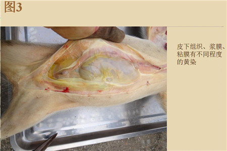 夏季这种猪易发的人畜共患病，25张实图帮你鉴别！