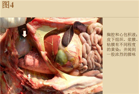 夏季这种猪易发的人畜共患病，25张实图帮你鉴别！