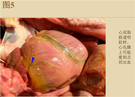 夏季这种猪易发的人畜共患病，25张实图帮你鉴别！