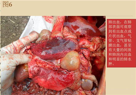夏季这种猪易发的人畜共患病，25张实图帮你鉴别！