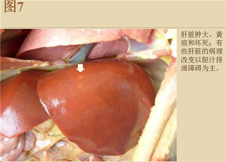 夏季这种猪易发的人畜共患病，25张实图帮你鉴别！