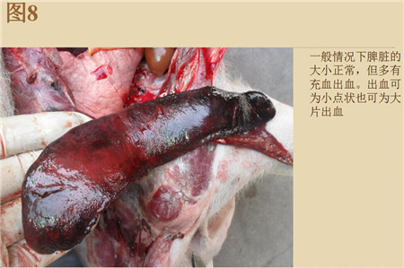 夏季这种猪易发的人畜共患病，25张实图帮你鉴别！