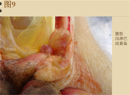 夏季这种猪易发的人畜共患病，25张实图帮你鉴别！