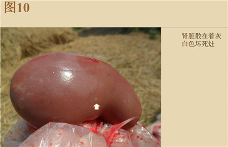 夏季这种猪易发的人畜共患病，25张实图帮你鉴别！