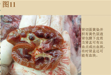 夏季这种猪易发的人畜共患病，25张实图帮你鉴别！