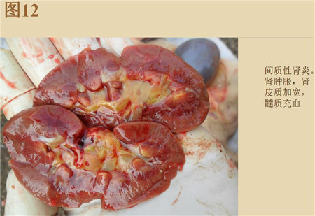 夏季这种猪易发的人畜共患病，25张实图帮你鉴别！