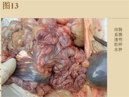 夏季这种猪易发的人畜共患病，25张实图帮你鉴别！