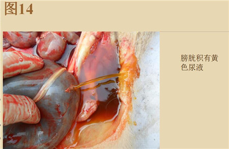 夏季这种猪易发的人畜共患病，25张实图帮你鉴别！