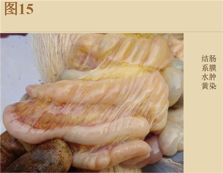 夏季这种猪易发的人畜共患病，25张实图帮你鉴别！