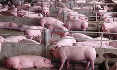 厉害!看牧原、雏鹰这些大企业如何让净利润逆势上扬